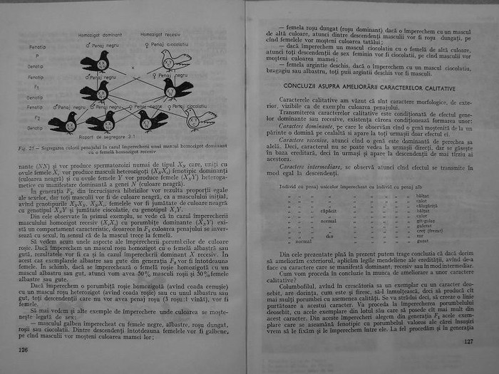 rasele de porumbei din romania -bonatiu 063