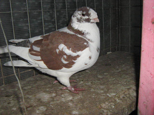 IMG_0268 - Porumbei americani