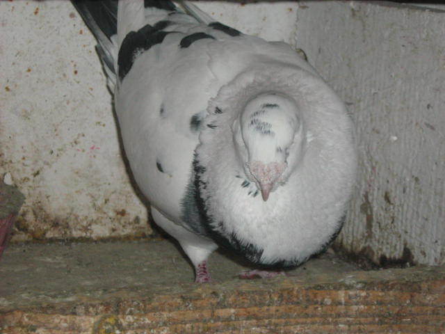 IMG_0205 - Porumbei americani