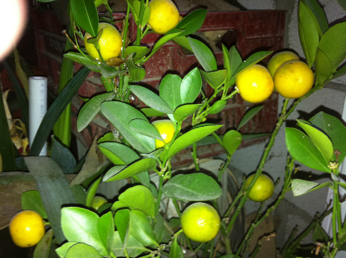 mandarinn - Copaci exotici
