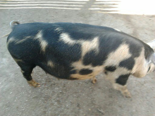 Un porc cu greutate!!