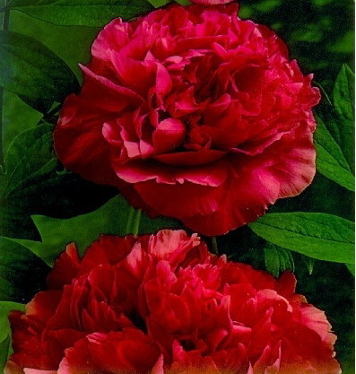 paeonia sinensis red 12.5 lei