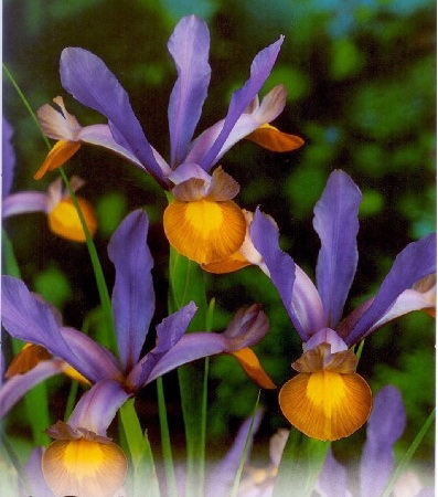 Iris Frans Hals 0.8 lei