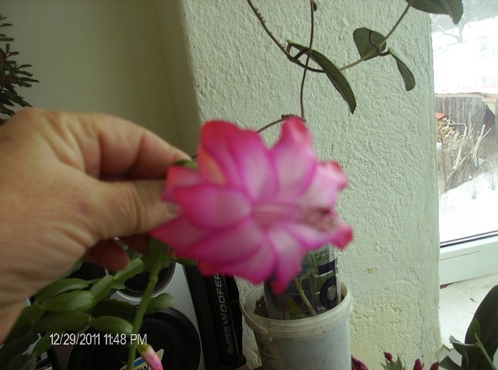 HPIM1698 - schlumbergera 2011_2012