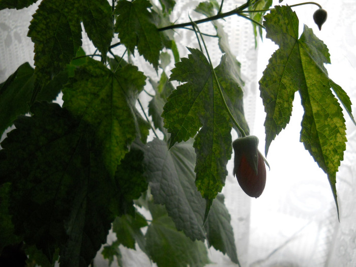 ABUTILON PORTOCALIU