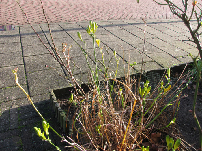 Hemerocallis 18 dec 2011 (1)