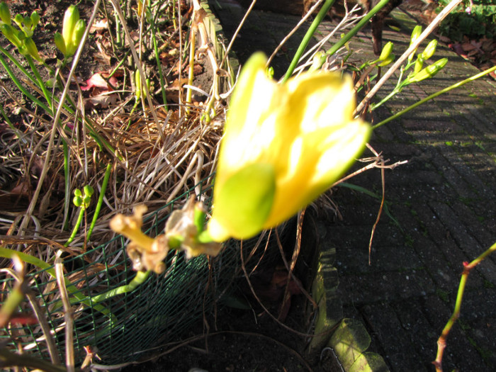 Hemerocallis 18 dec 2011 (3)