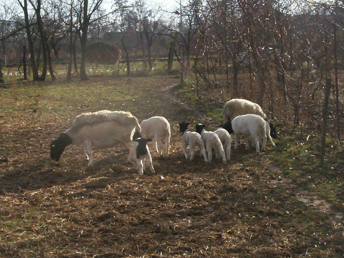 Decembrie 2011 003; In Decembrie la soare
