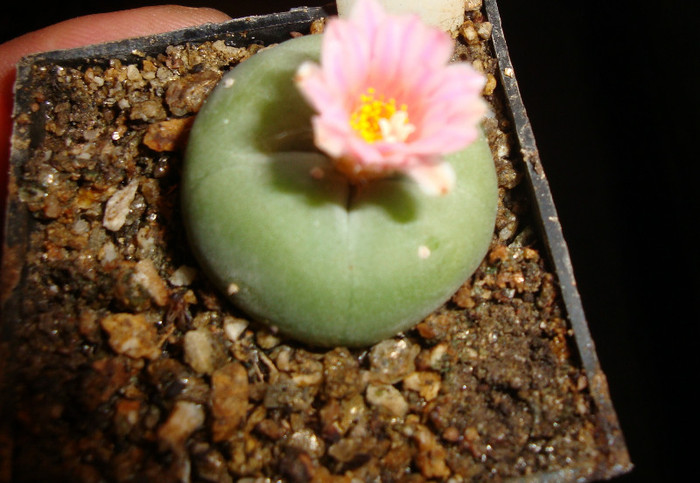 Lophophora diffusa (Croizat) Bravo H.