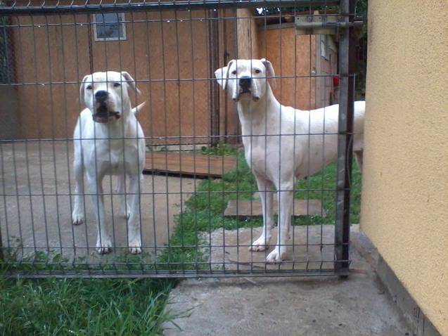 dog argentinian