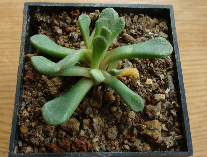 Aloinopsis loganii ( L. Bolus) 1933; Origine: Africa de Sud (Western Cape)
