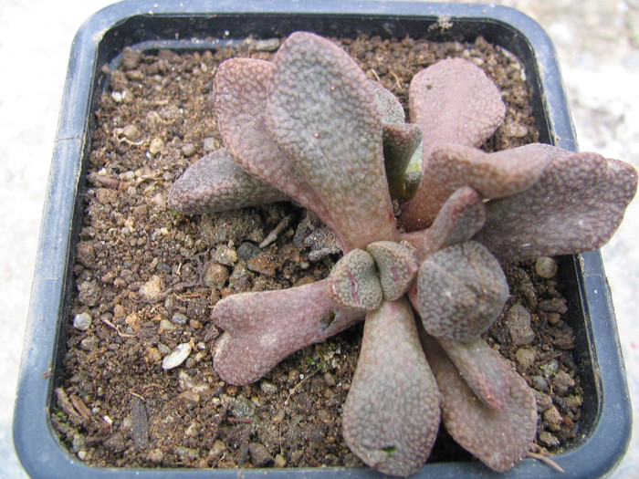 Aloinopsis rosulata  (Kensit) Schwantes 1926; Origine: Africa de Sud (Willowmore)
