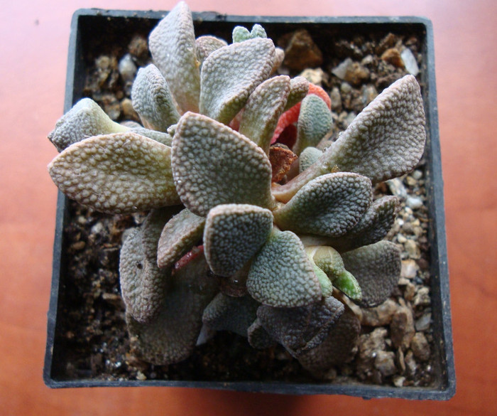 Aloinopsis rosulata (Kensit) Schwantes 1926; Origine: Africa de Sud (Willowmore)
