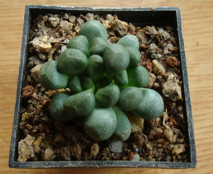 Aloinopsis schooneesii (L. Bolus) 1931; Origine: Africa de Sud (Bushmanland)
