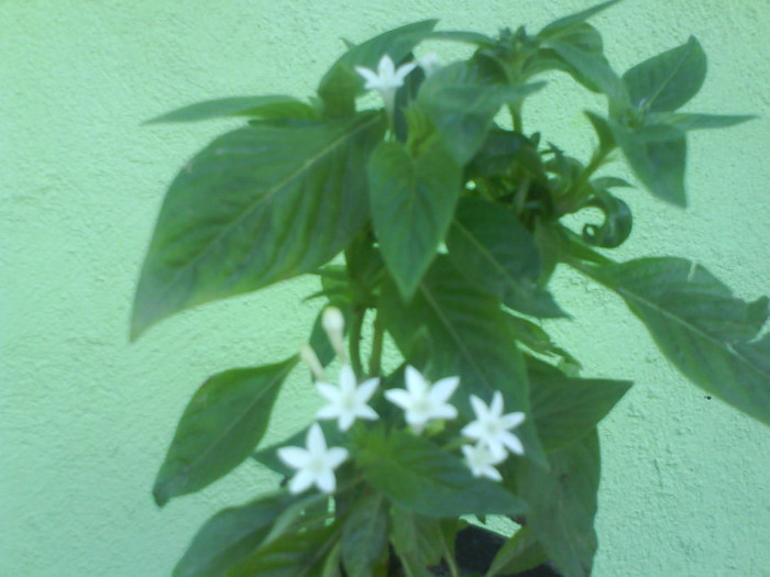 DSC03294 - lantana alba