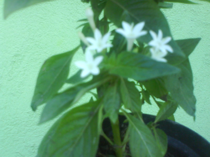 DSC03296 - lantana alba