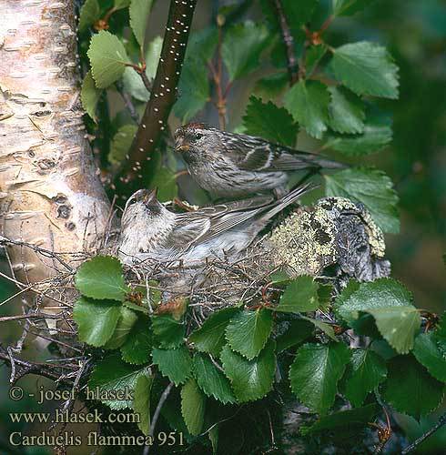 carduelis_flammea_951