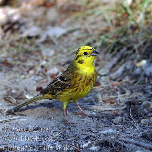 emberiza_citrinella_ak3813