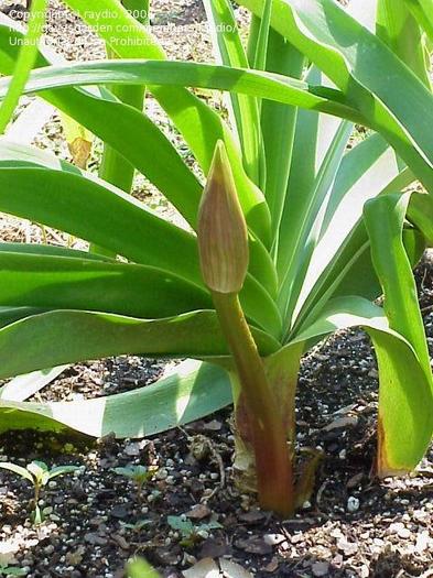 Crinum x Powelli