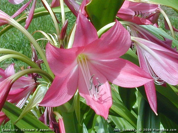 Crinum_x_powellii