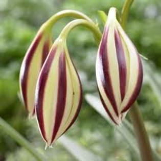 Crinum Cintho