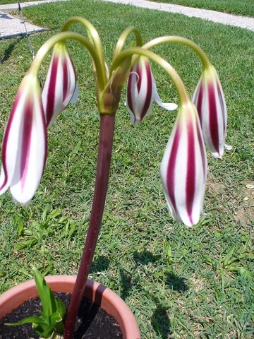 Crinum Cintho 3