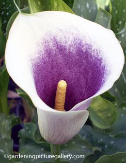 Zantedeschia Picasso