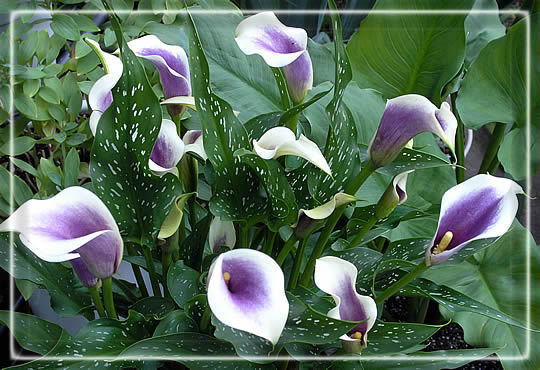 Zantedeschia Picasso