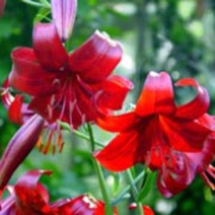 Lilium Red Velvet