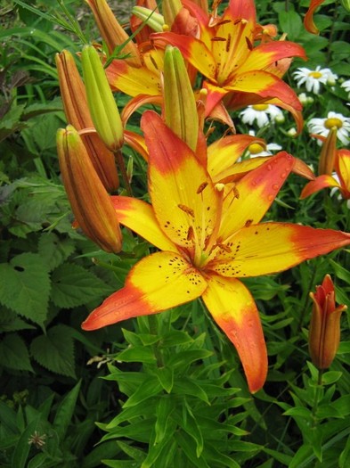 Lilium Cancun