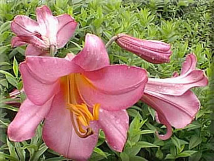 Lilium Pink Perfection