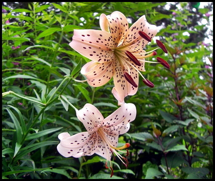 Lilium Pink Tiger