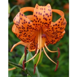 Lilium Lancifolium