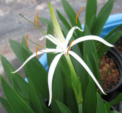 Hymenocallis harrisiana