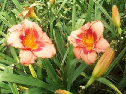 Hemerocallis Sweet Sugar Candy