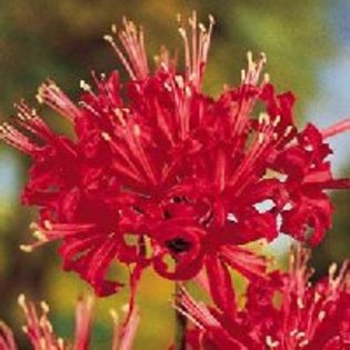 Lycoris radiata