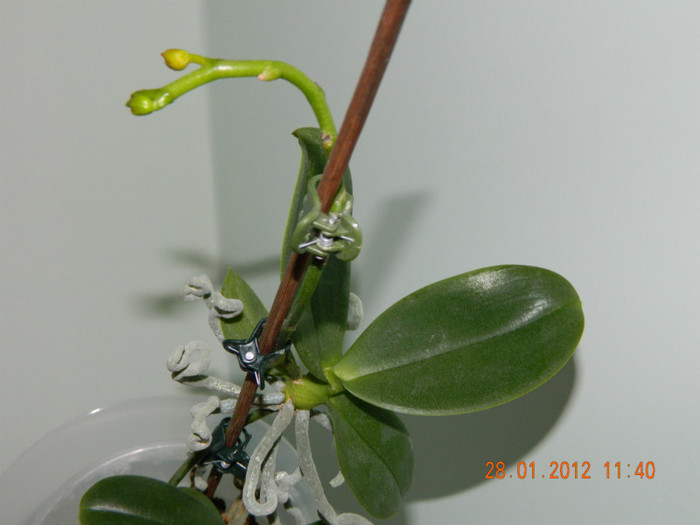m-am facut mare si-o sa fac si floare...; orhidee din 2010 ,era pe moarte ...
