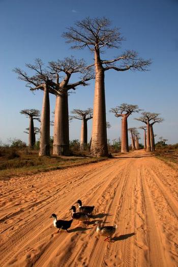 Adansonia madagascarensis; baobab
