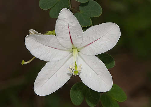 Bauhinia natalensis - 1-de vanzare 2019-2020- SEMINTE TROPICALE RARE