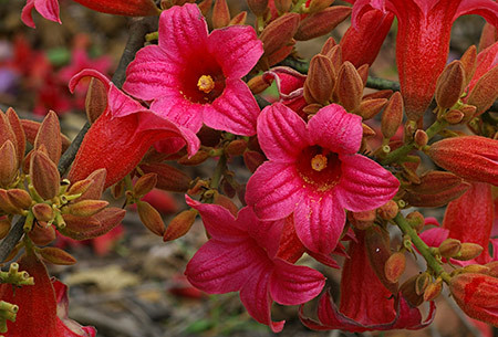 Brachychiton discolor - 1-de vanzare 2019-2020- SEMINTE TROPICALE RARE