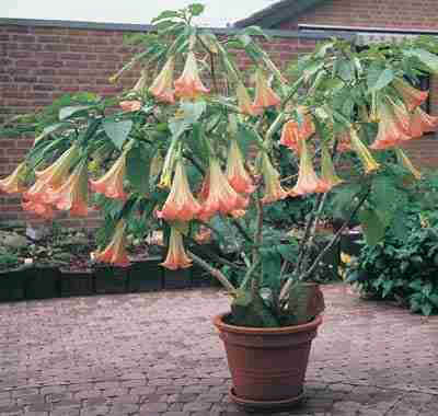 brugmansia suaveolens - 1-de vanzare 2019-2020- SEMINTE TROPICALE RARE