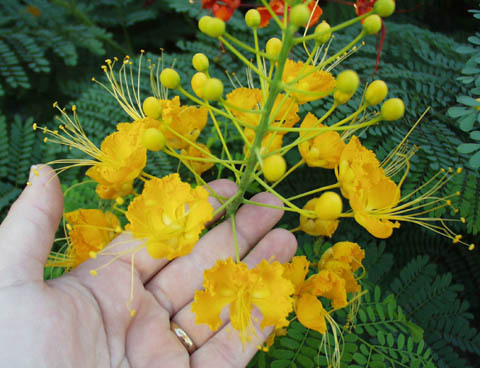 Caesalpinia_pulcherrima - 1-de vanzare 2019-2020- SEMINTE TROPICALE RARE