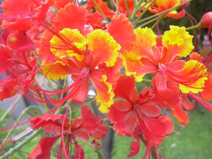 Caesalpinia pulcherimma - 1-de vanzare 2019-2020- SEMINTE TROPICALE RARE