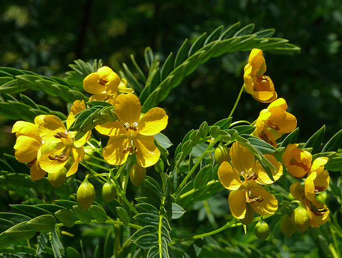 Cassia coquimbensis - 1-de vanzare 2019-2020- SEMINTE TROPICALE RARE