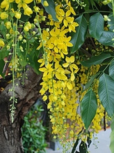 cassia_fistula - 1-de vanzare 2019-2020- SEMINTE TROPICALE RARE