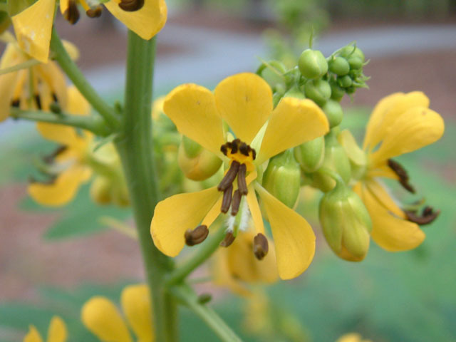 Cassia hebecarpa - 1-de vanzare 2019-2020- SEMINTE TROPICALE RARE