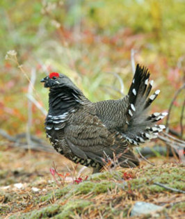 SpruceGrouse - COCOSUL DE MUNTE