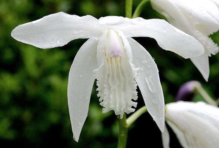 INDISPONIBIL Bletilla striata alba