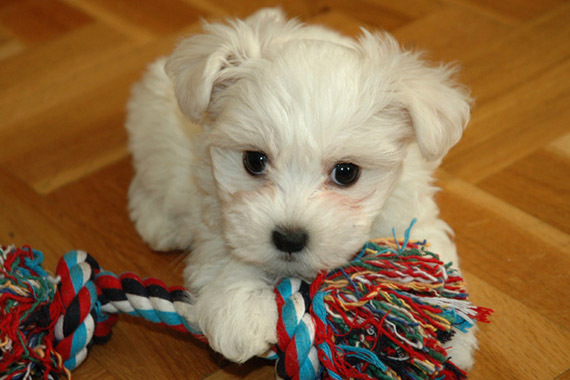 bichon_maltez_12[1]