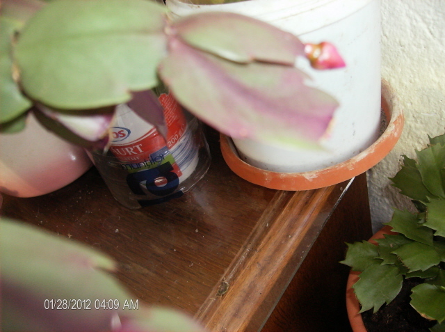 HPIM1581_640x480 - schlumbergera 2011_2012